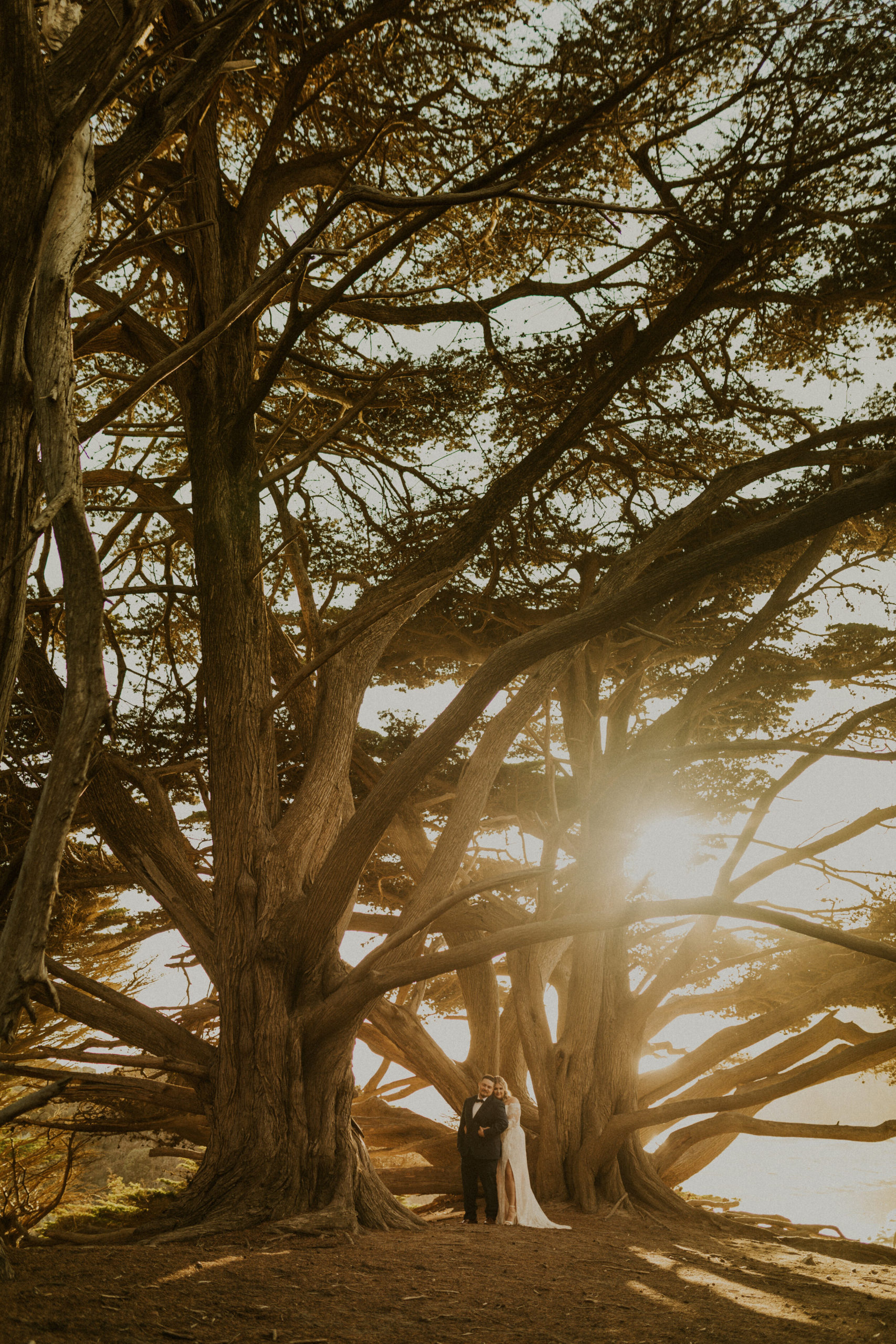 Big Sur Cypress trees